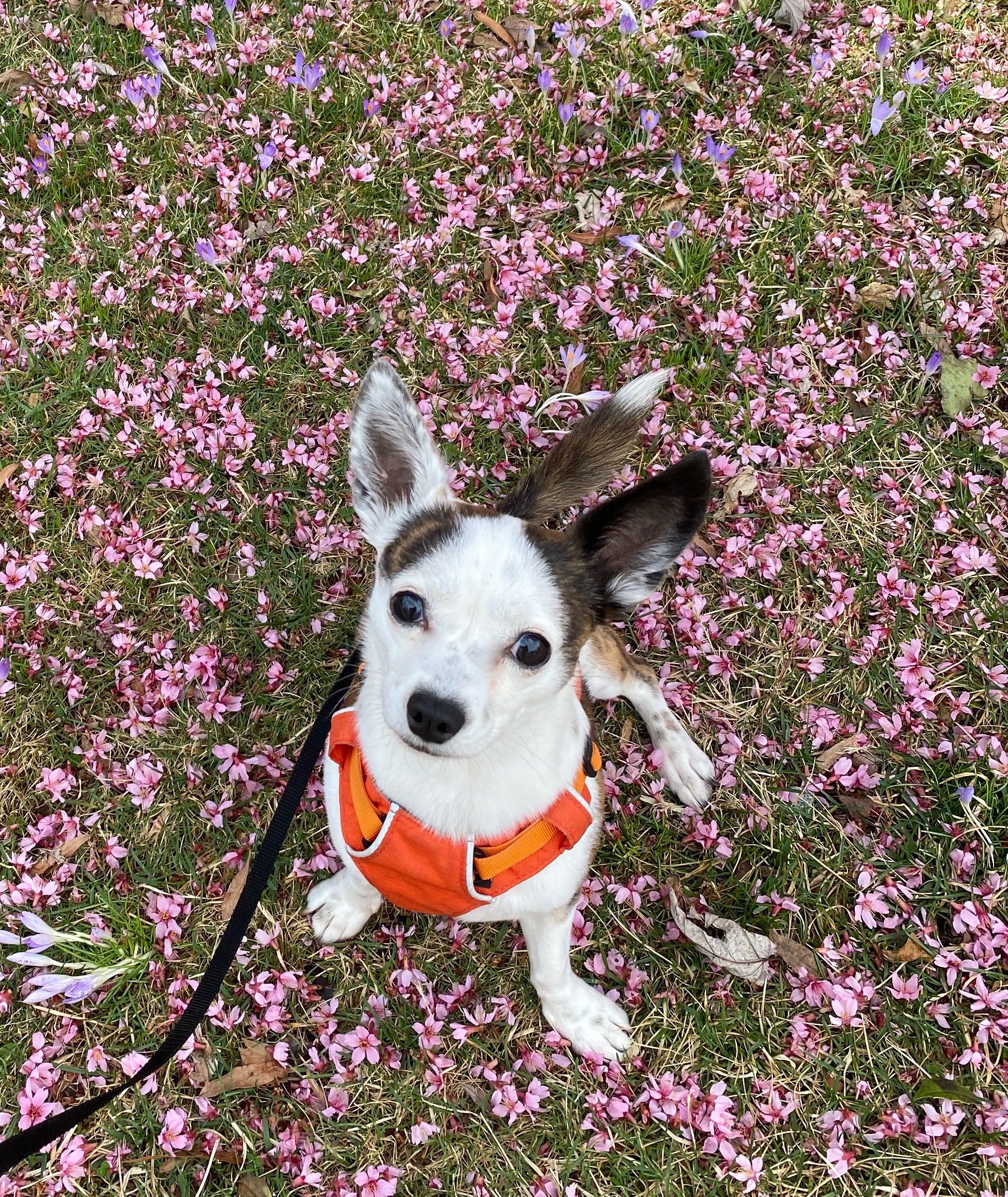 brown white dog