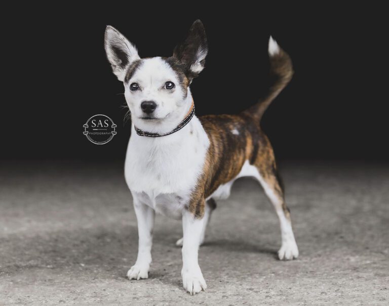 White brown dog in a dark background